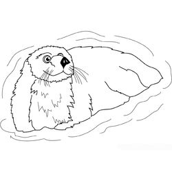 Nutria #6992