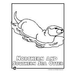 Nutria #6995