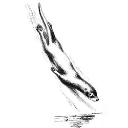 Nutria #6999