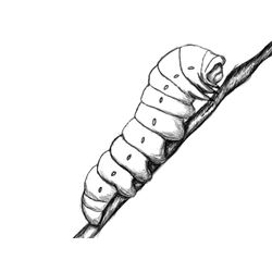 Oruga #7014