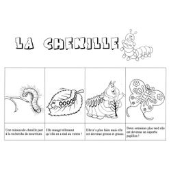 Oruga #7019