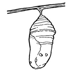Oruga #7042