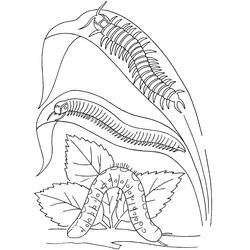 Oruga #7044