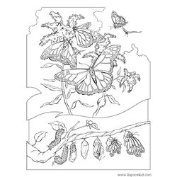 Oruga #7048