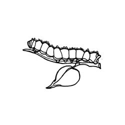 Oruga #7053