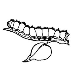 Oruga #7065