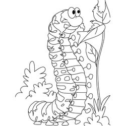 Oruga #7066