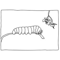 Oruga #7073