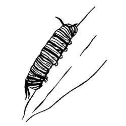 Oruga #7096