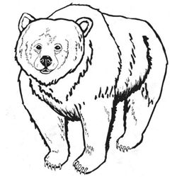 Oso #7109