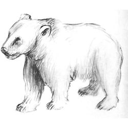 Oso #7149