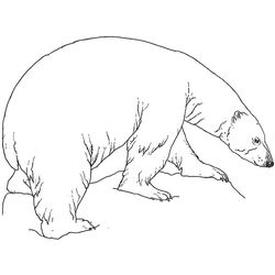 Oso #7154