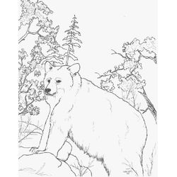 Oso #7182