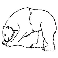 Oso #7184