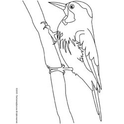 Pájaro carpintero #7349