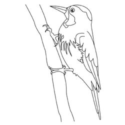 Pájaro carpintero #7351