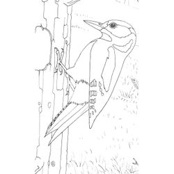 Pájaro carpintero #7352