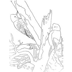 Pájaro carpintero #7364