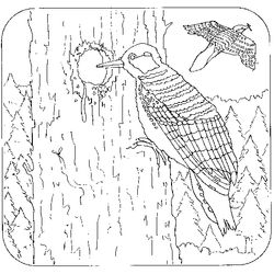 Pájaro carpintero #7365