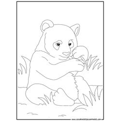 Panda #7491