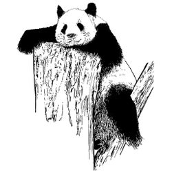 Panda #7545