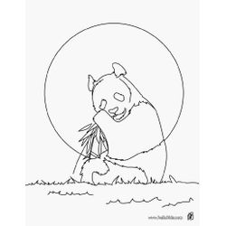 Panda #7554