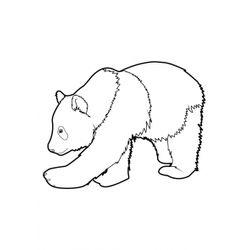 Panda #7571