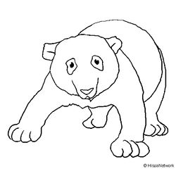 Panda #7579