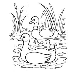 Pato #7644