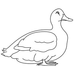 Pato #7654