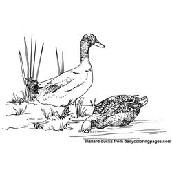 Pato #7657