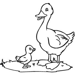 Pato #7658