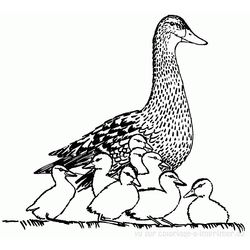 Pato #7663