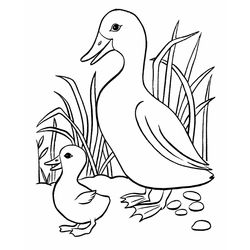 Pato #7664