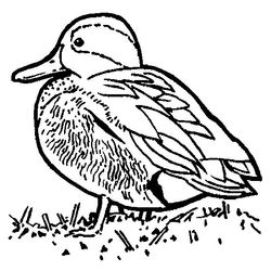 Pato #7670
