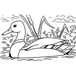 Pato #7671