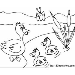 Pato #7675