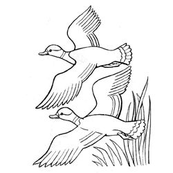 Pato #7679
