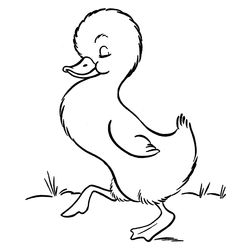 Pato #7691
