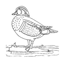 Pato #7695