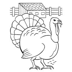 Pavo #7710