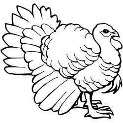 Pavo #7713