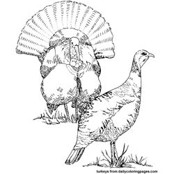 Pavo #7717
