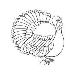 Pavo #7719