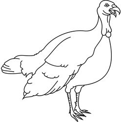 Pavo #7720