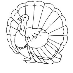 Pavo #7721