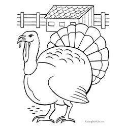 Pavo #7722