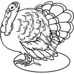 Pavo #7723