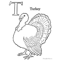 Pavo #7725