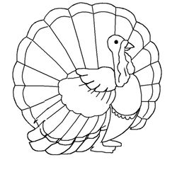 Pavo #7726